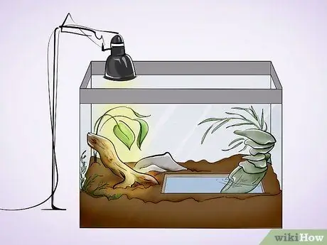 Уход за жабой Шаг 6