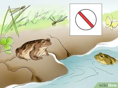 Уход за жабой Шаг 8