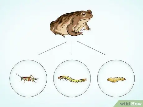 Уход за жабой Шаг 9