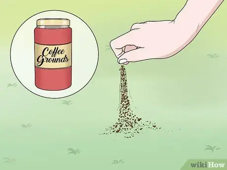 Убить жаб, шаг 13