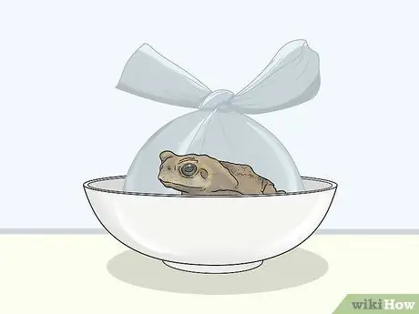 Убить жаб, шаг 2