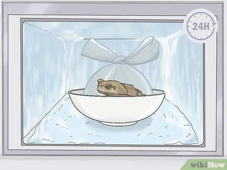 Убить жаб, шаг 4