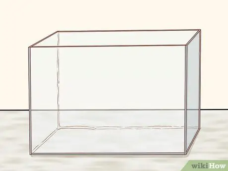 Держите пойманную жабу в качестве домашнего питомца Шаг 1