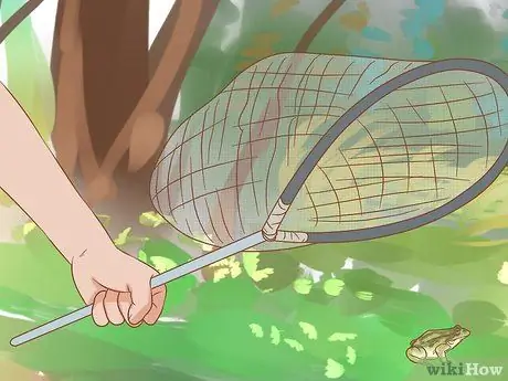 Держите пойманную жабу в качестве домашнего питомца Шаг 12