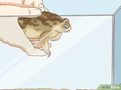 Держите пойманную жабу в качестве домашнего питомца Шаг 14