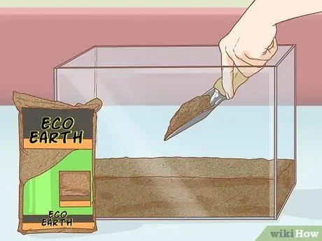 Держите пойманную жабу в качестве домашнего животного Шаг 2