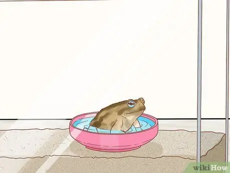 Держите пойманную дикая жаба в качестве домашнего питомца Шаг 3