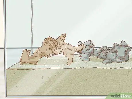 Держите пойманную дикая жаба в качестве домашнего питомца Шаг 4