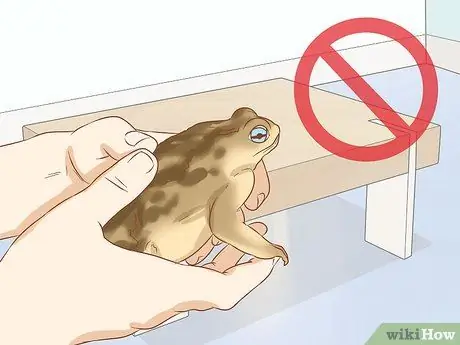 Держите пойманную дикая жаба в качестве домашнего питомца Шаг 5
