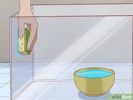 Держите пойманную жабу в качестве домашнего животного Шаг 6