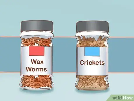 Держите пойманную дикой жабой в качестве домашнего питомца Шаг 7