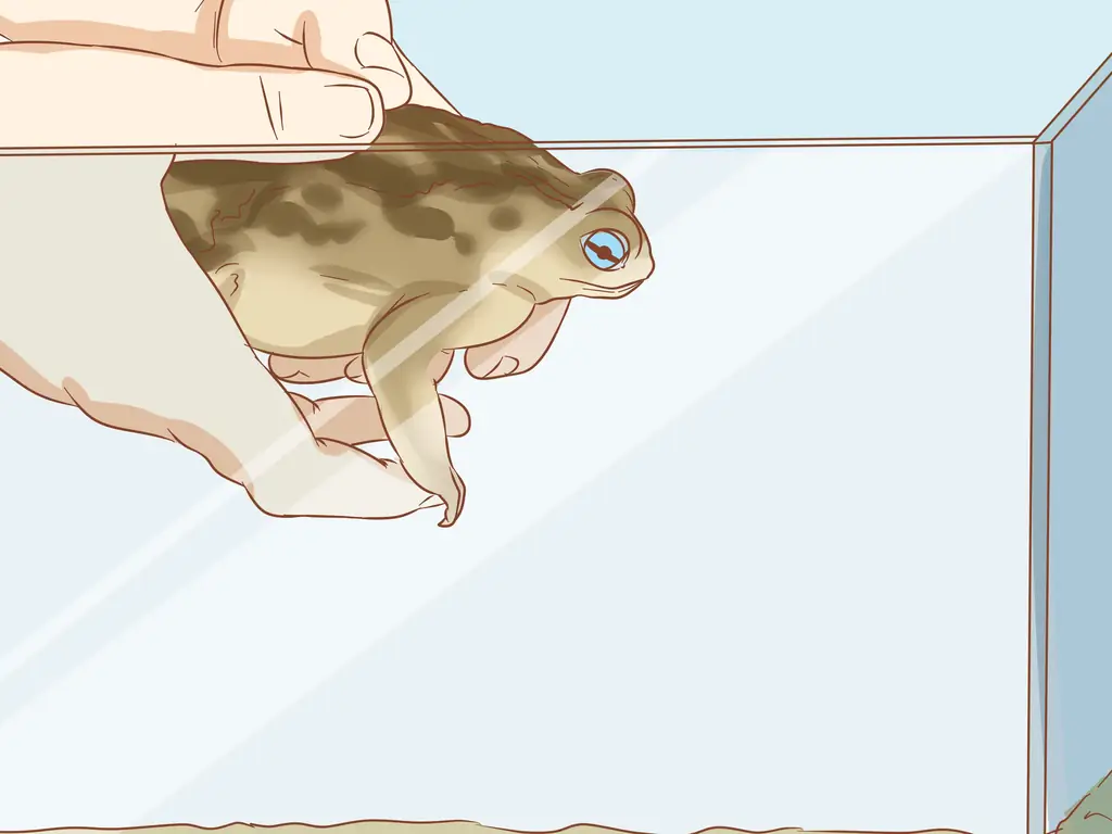 3 способа держать пойманную жабу в качестве домашнего животного