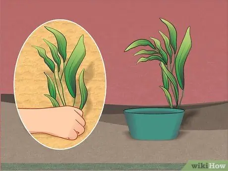 Создание террариума для американской жабы (Bufor Americanus) Шаг 8