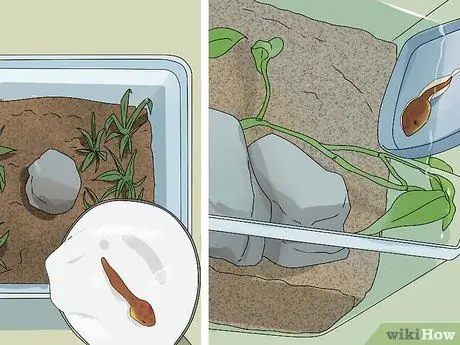 Поднять жабу Шаг 4