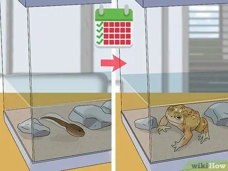 Поднять жабу Шаг 7