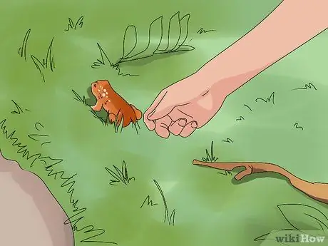 Поднять жабу Шаг 8