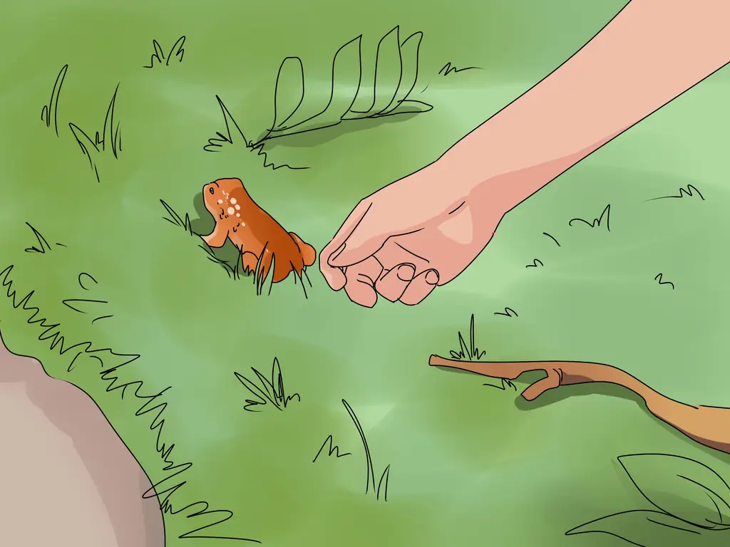 Как вырастить жабу: 8 шагов (с иллюстрациями)