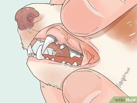 Выявление признаков болезни у хорька Шаг 14