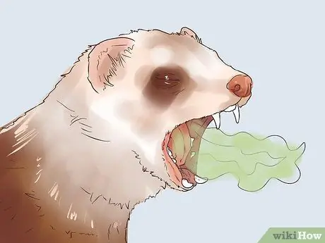 Выявление признаков болезни у хорька Шаг 9