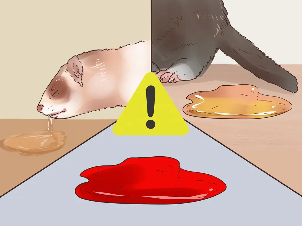 3 способа обнаружить признаки болезни у хорька