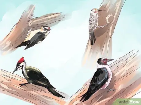 Привлечь дятлов к себе во двор Шаг 1
