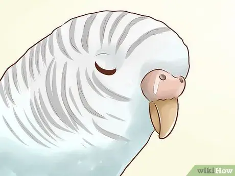 Лечить хламидиоз у попугаев Шаг 1