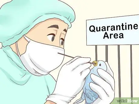 Лечить хламидиоз у попугаев Шаг 10