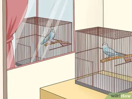 Лечить хламидиоз у попугаев Шаг 11