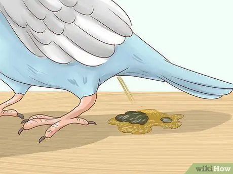 Лечить хламидиоз у попугаев Шаг 2