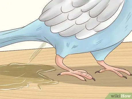 Лечить хламидиоз у попугаев Шаг 3