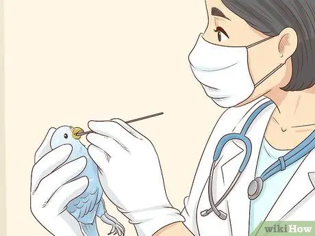 Лечить хламидиоз у попугаев Шаг 5