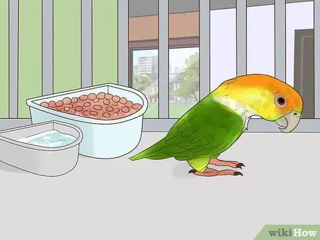 Лечить полиомавирус у попугаев кайков Шаг 1