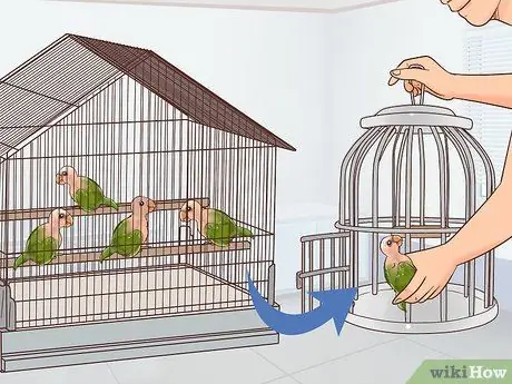 Лечить полиомавирус у попугаев Кайке Шаг 10