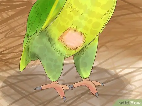 Лечить полиомавирус у попугаев Кайке Шаг 3