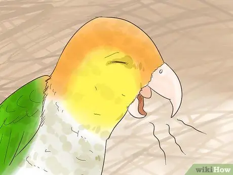 Лечить полиомавирус у попугаев Кайке Шаг 4