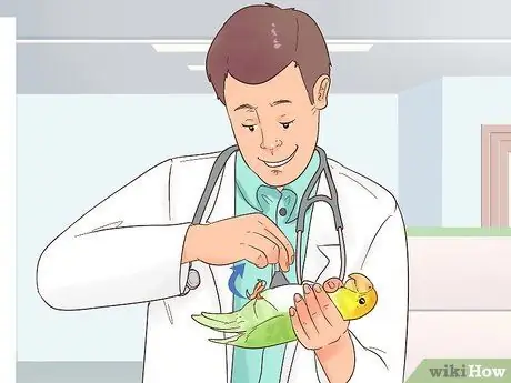 Лечить полиомавирус у попугаев Кайке Шаг 5