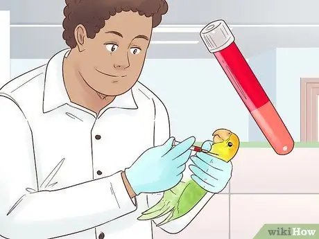 Лечить полиомавирус у попугаев Кайке Шаг 6