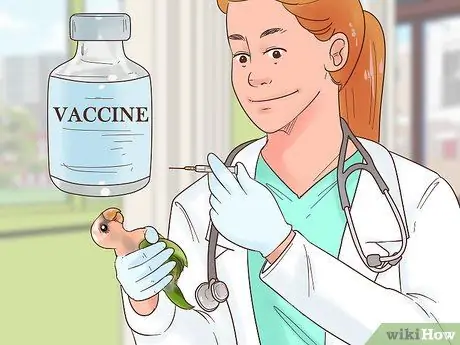 Лечить полиомавирус у попугаев кайков Шаг 8