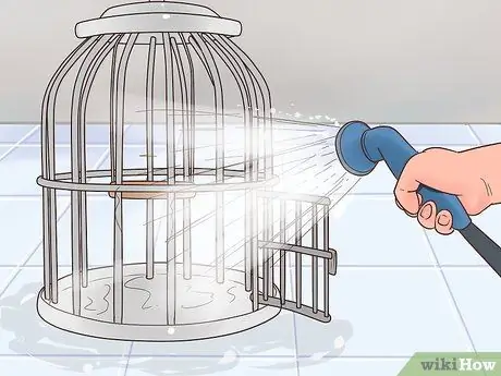 Лечить полиомавирус у попугаев Кайке Шаг 9