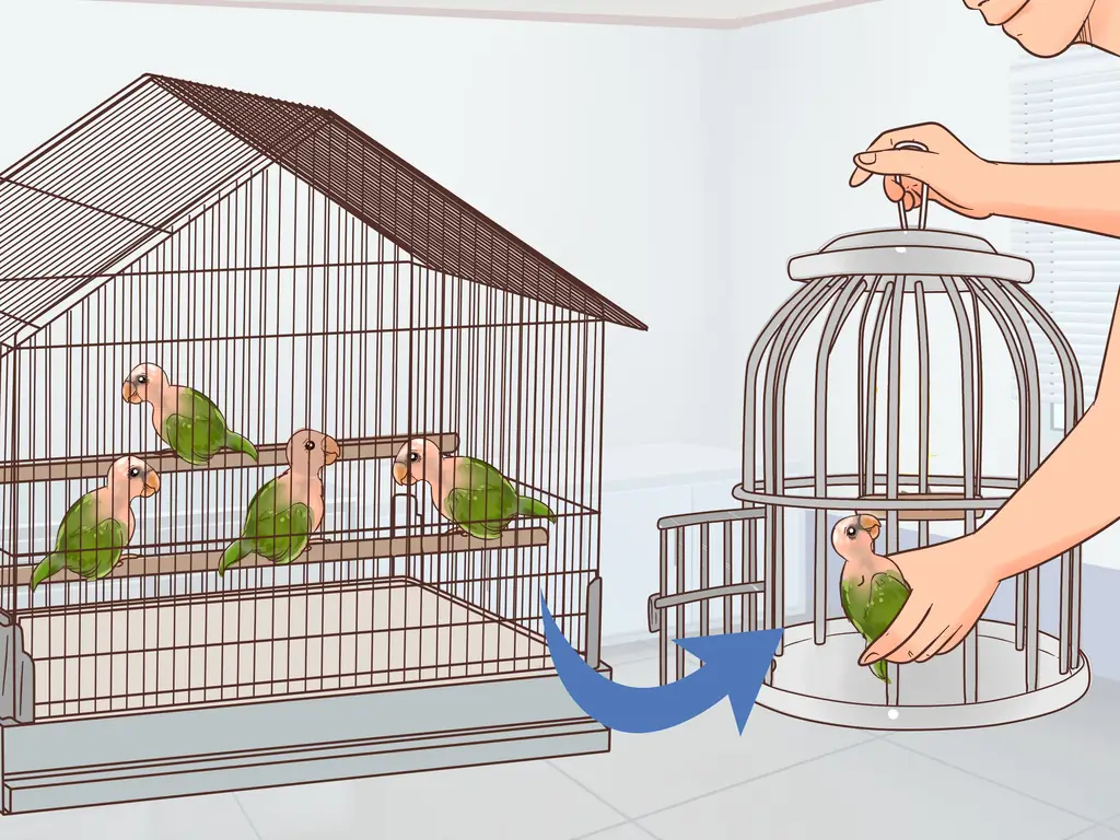 3 способа лечения полиомавируса у попугаев Кайке