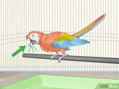 Лечить аллергию у ара Шаг 9