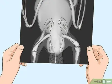 Лечить болезнь истощения ара, шаг 2