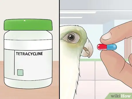 Лечите хламидиоз в Conures, шаг 2