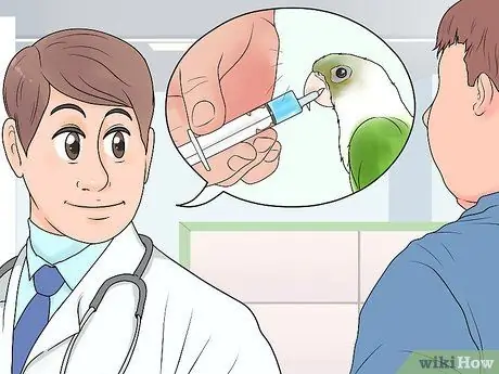 Лечите хламидиоз в Conures, шаг 3