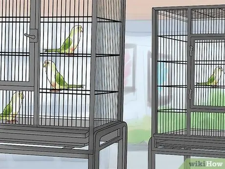 Лечите хламидиоз с помощью Conures, шаг 4