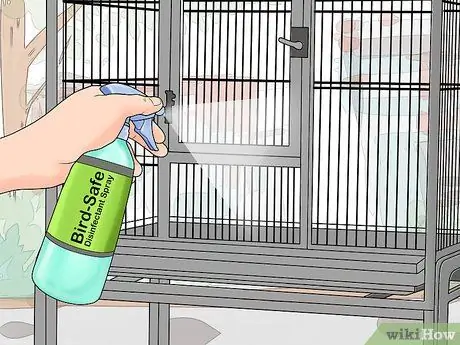 Лечите хламидиоз с помощью Conures, шаг 5