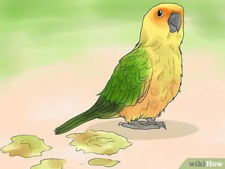 Лечите хламидиоз в Conures Шаг 8