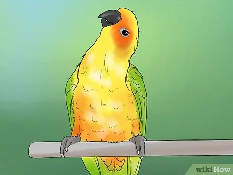 Лечите хламидиоз в Conures, шаг 9