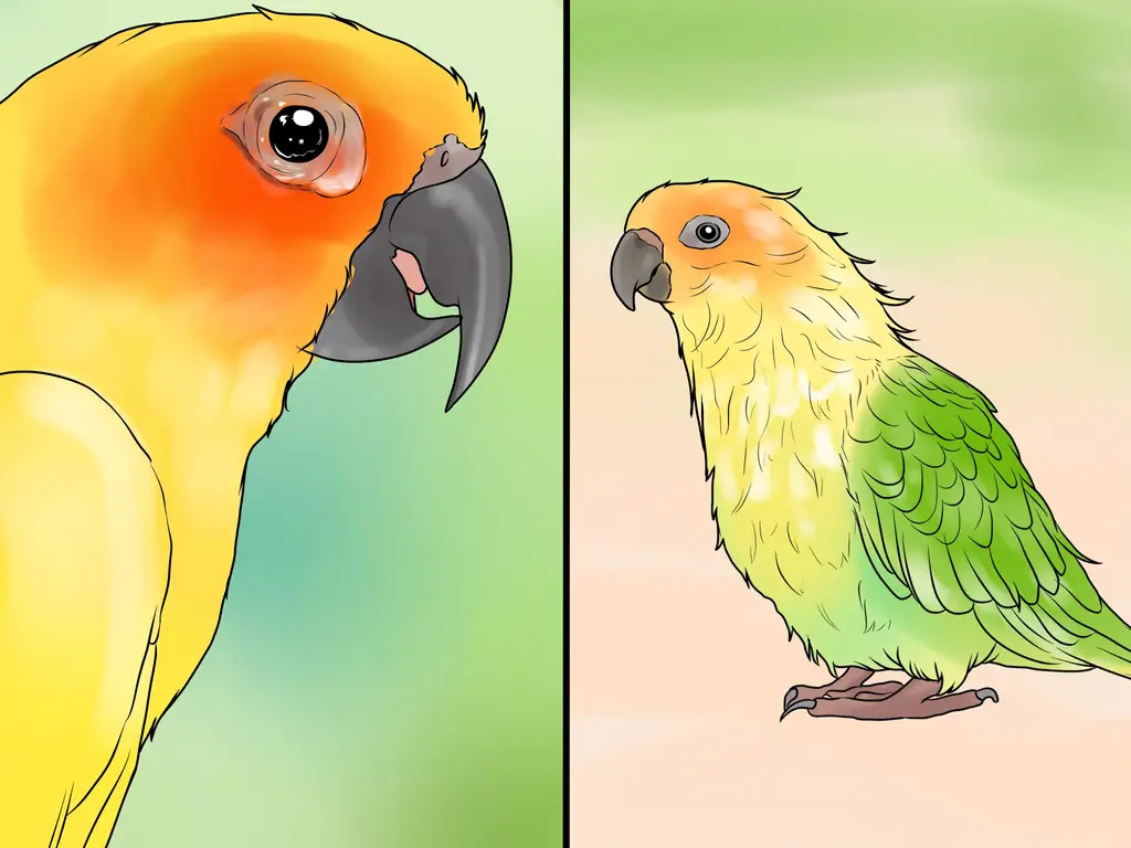 3 способа лечения хламидиоза у Conures