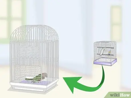 Лечить инфекции у ястребиноголовых попугаев Шаг 11